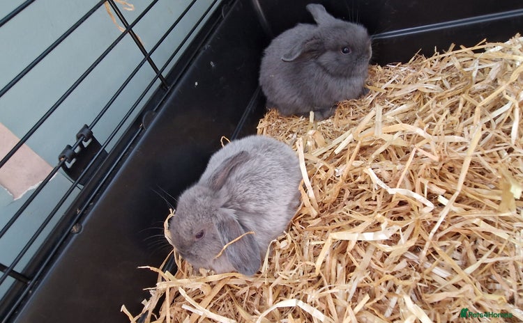 Mini Lop rabbits - Advert 6