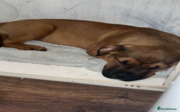 American Bull Staffy dogs for stud: Crash Bandicoot Staffweiler e ATAT d DNA tested ✅✅ - Image 24