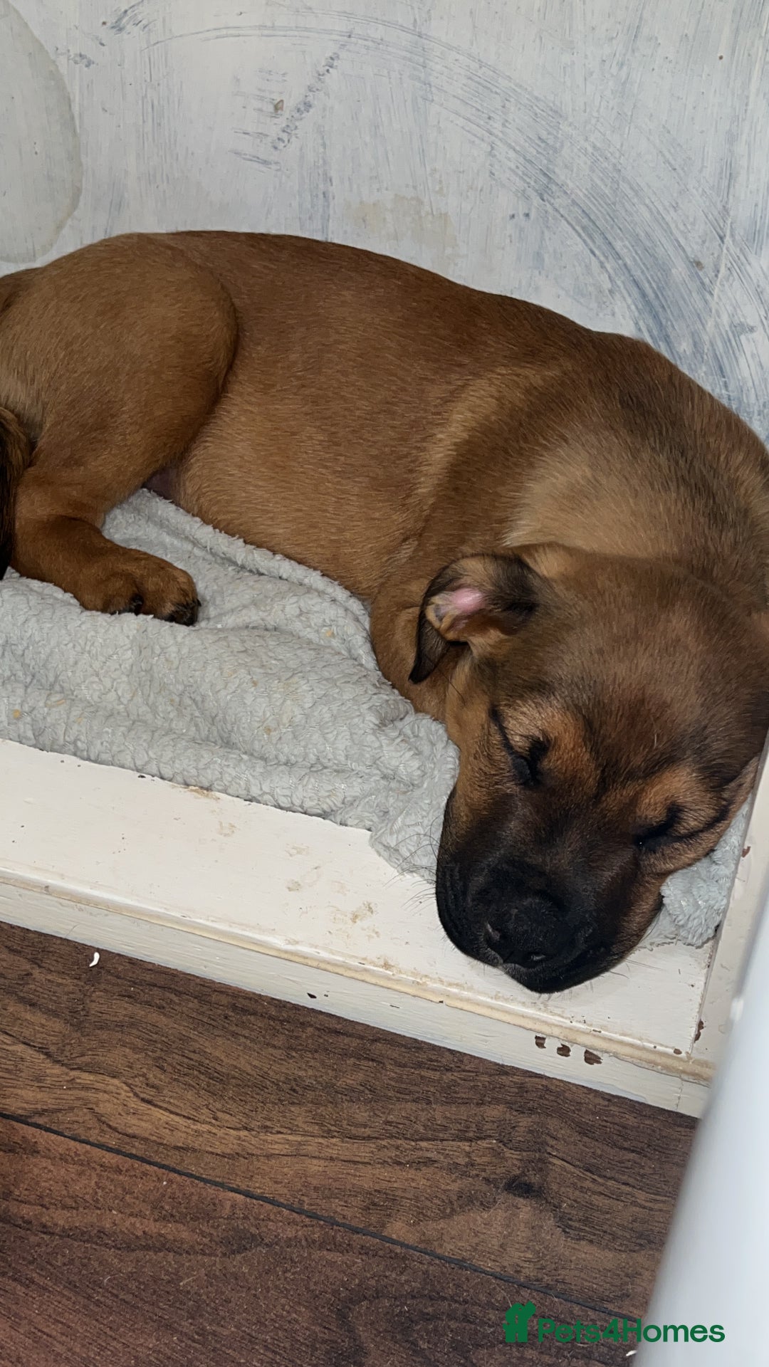 American Bull Staffy dogs for stud: Crash Bandicoot Staffweiler e ATAT d DNA tested ✅✅ - Image 24