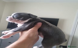 Boston Terrier dogs for sale: Last remaining Blue Boston girl - Image 20