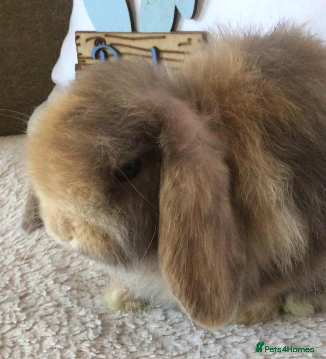 Mini Lop rabbits for sale: Mini lop chocolate harlie in Lichfield - Advert 6