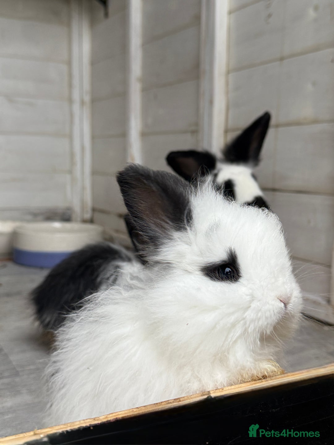 Angora rabbits for sale: Angora x bunnies 8 weeks old  - Advert 7