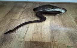 Python Snake reptiles for sale: Royal Pythons Various Prices  - Image 6