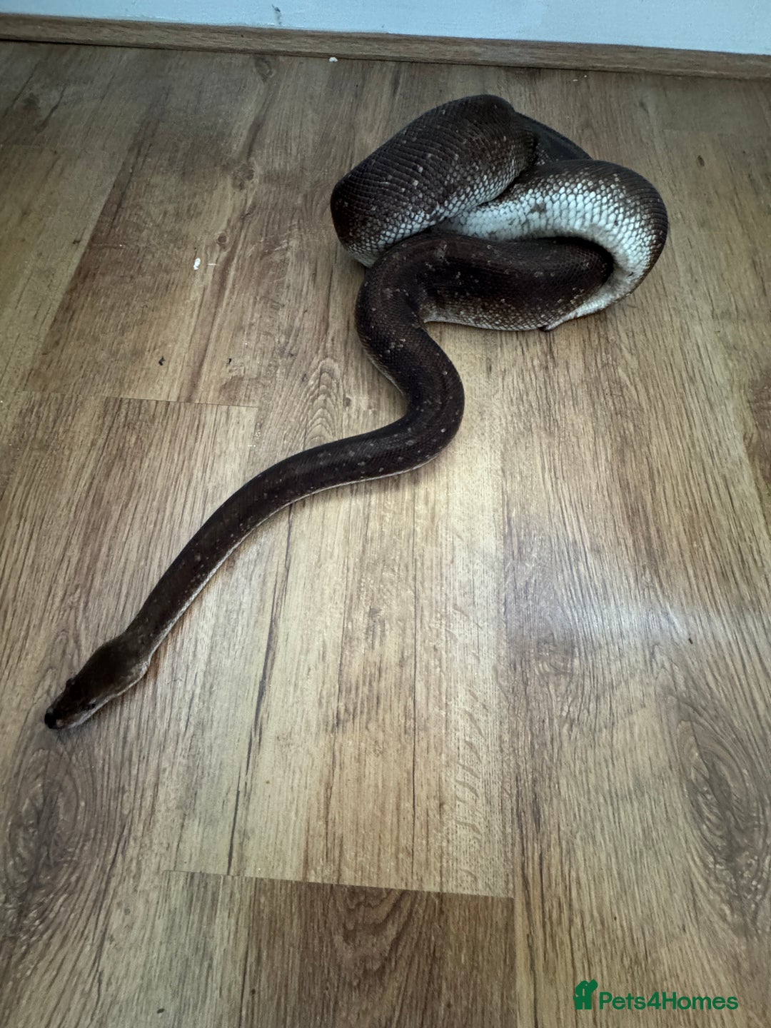 Python Snake reptiles for sale: Royal Pythons Various Prices  - Image 6