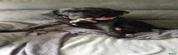 Mixed Breed dogs for sale: Beautiful pup  - Advert 3