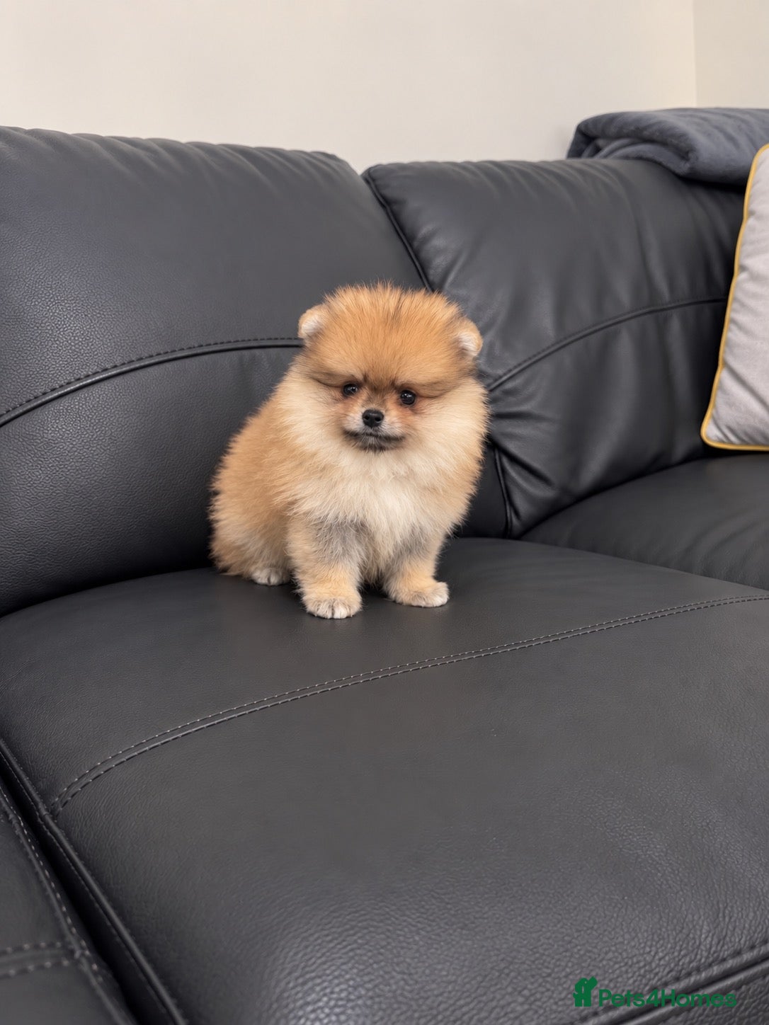 Pomeranian dogs Outstanding Orange Quality Teddy Bears 🧸  - Advert 1