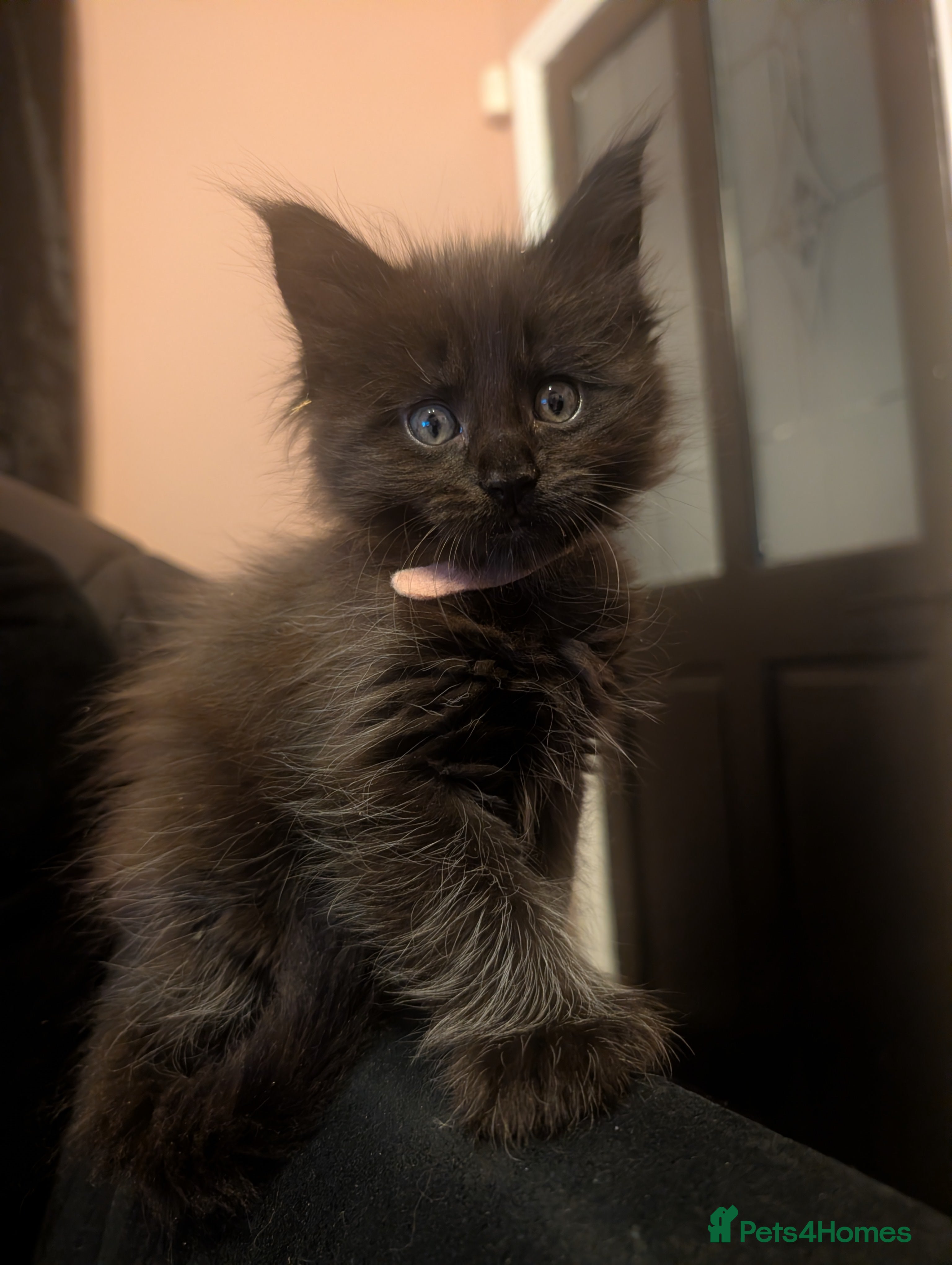 Maine Coon cats Stunning Polydactyl Maine Coon Kittens for Sale  - Advert 9