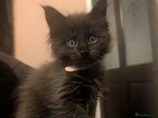 Maine Coon cats Stunning Polydactyl Maine Coon Kittens for Sale - Advert 9