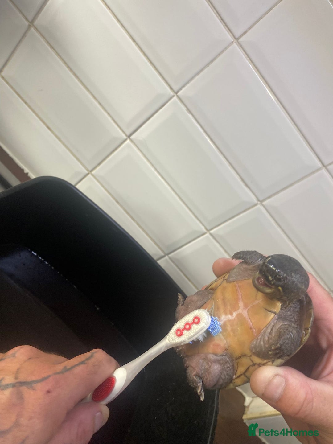 Turtle reptiles for sale: Musk/mud turtles - Image 5