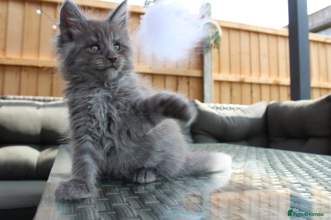 Maine Coon cats for sale: TICA registered, Blue Solid Maine Coon kittens - Image 12