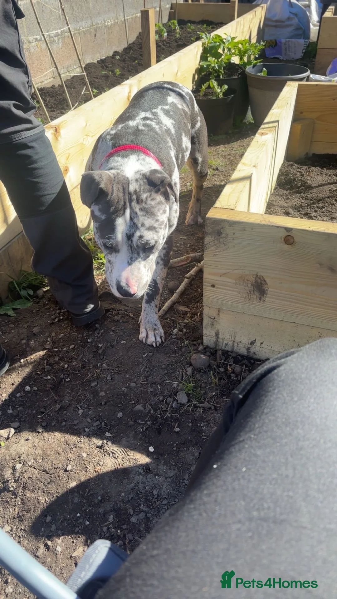 Mixed Breed dogs for sale: 11 Month Old Pup - Advert 2