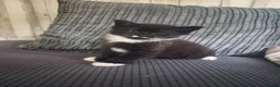 Mixed Breed cats for sale: 2 male tabby kittens - Advert 5