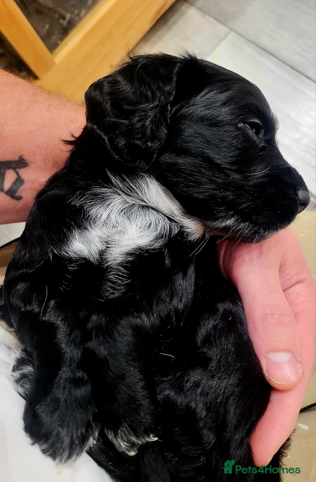 Cocker Spaniel dogs for sale: Gorgeous litter of cocker spaniels - Advert 4