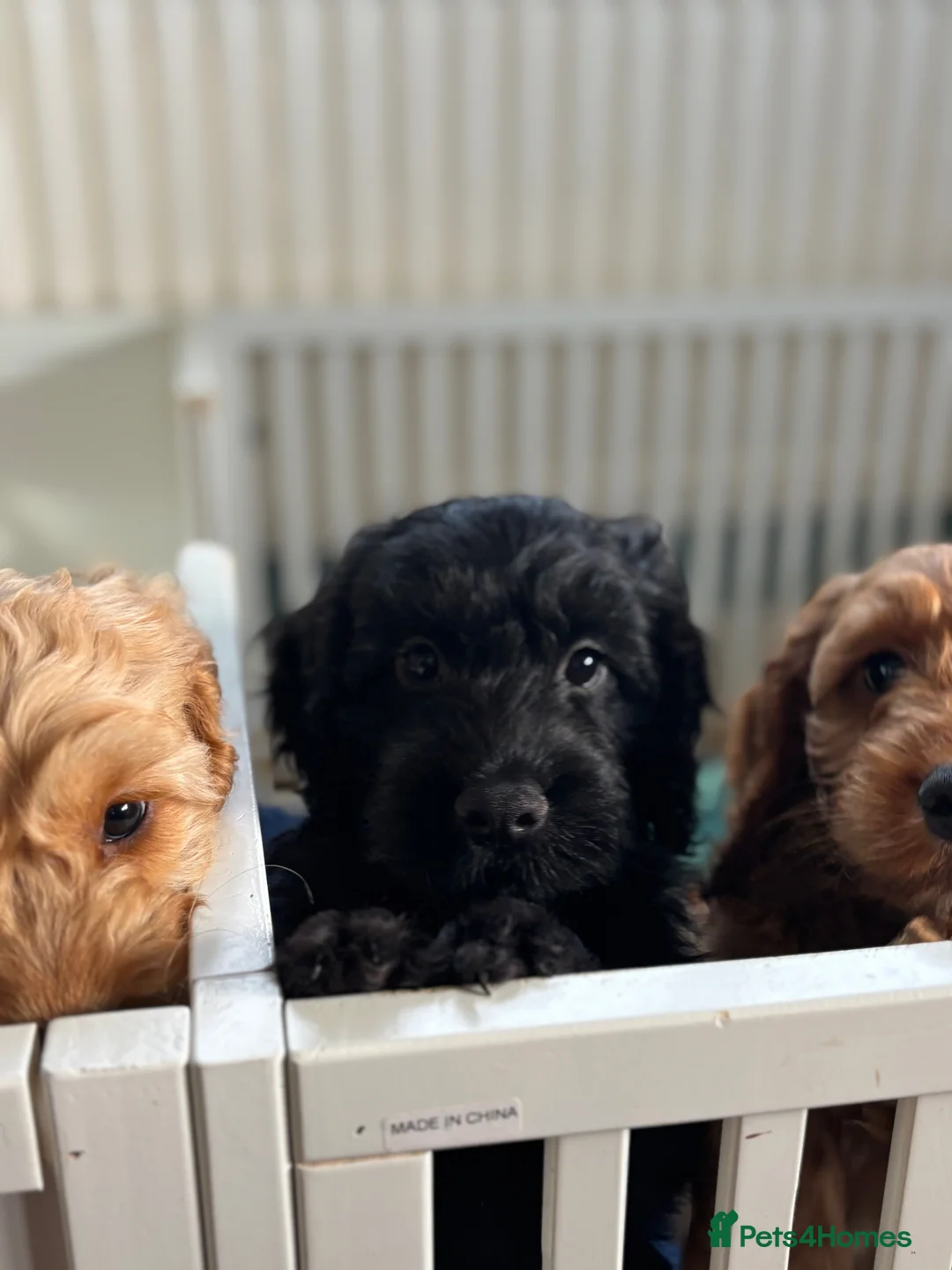 Cockapoo dogs for sale: Last boy remaining F1 Cockapoo puppies  - Advert 1