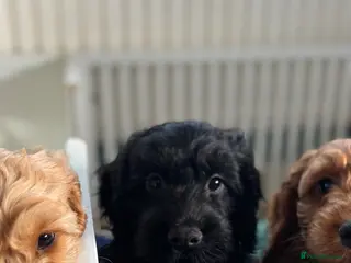 Cockapoo dogs Last boy remaining F1 Cockapoo puppies - Advert 12