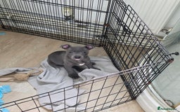 Staffordshire Bull Terrier dogs for sale: 1 Girl left & ready to collect KC Registered - Image 1