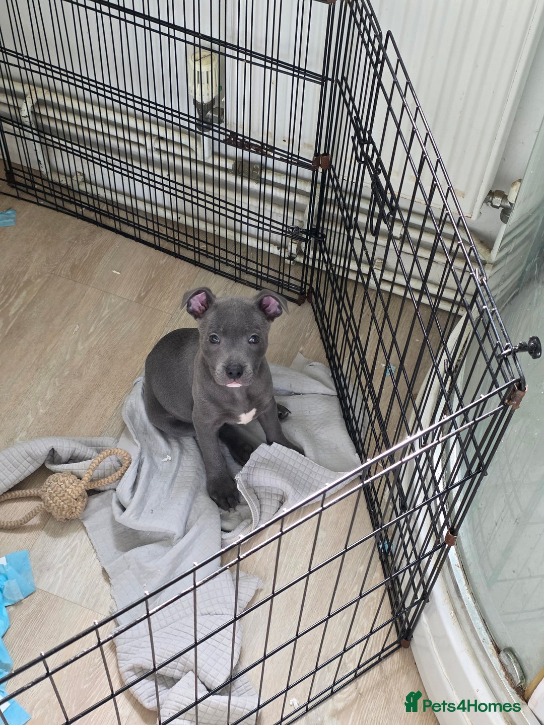 Staffordshire Bull Terrier dogs for sale: 1 Girl left & ready to collect KC Registered - Image 1