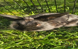 Netherland Dwarf rabbits for sale: 💫💫💫 Lion head rabbit SOLD💫💫 - Image 1