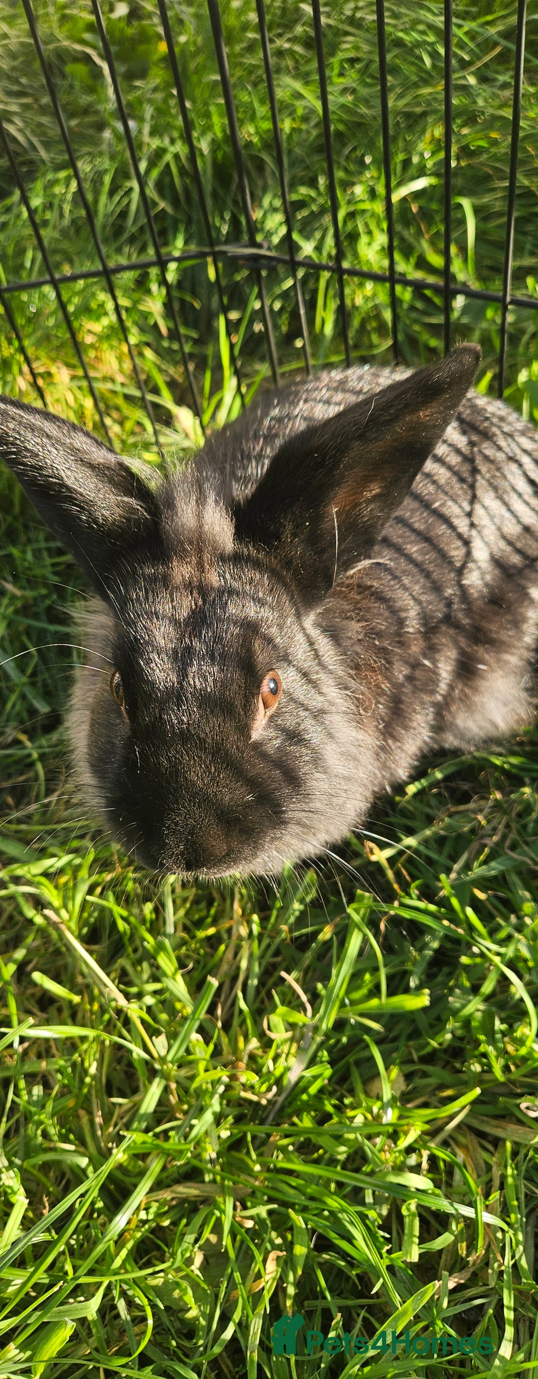 Netherland Dwarf rabbits for sale: 💫💫💫 Lion head rabbit SOLD💫💫 - Image 1