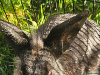 Netherland Dwarf rabbits - Advert 1