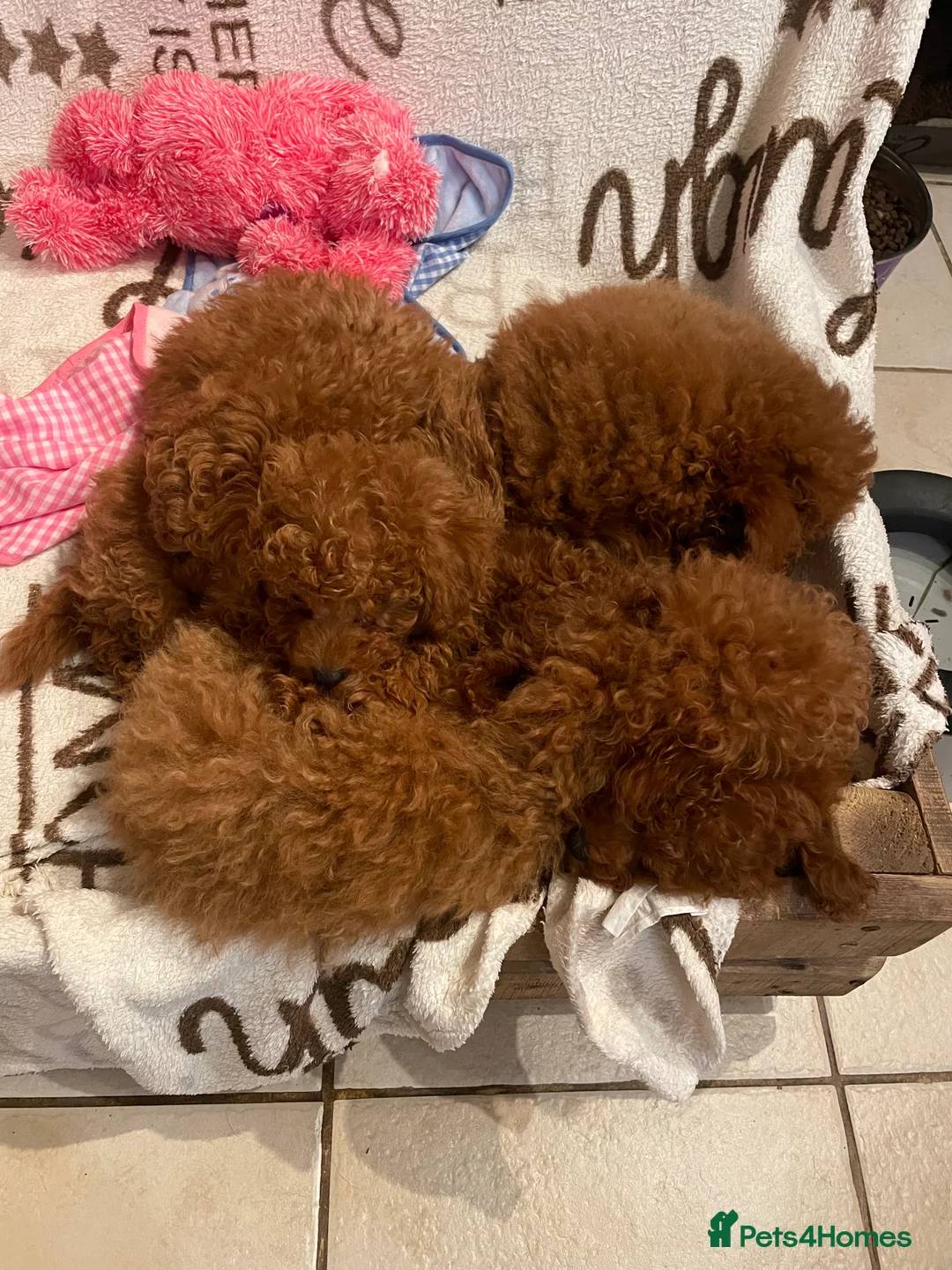 Toy Poodle dogs for stud: 2 RED BOYS FOR STUD in Burry Port - Advert 7