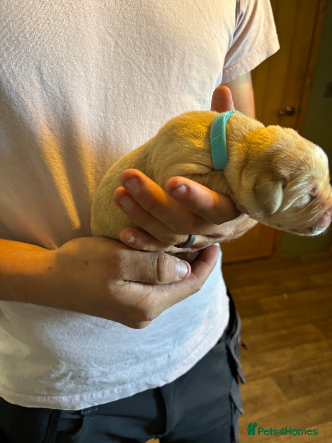 Labrador Retriever dogs for sale: Beautiful Labrador puppies - Image 15