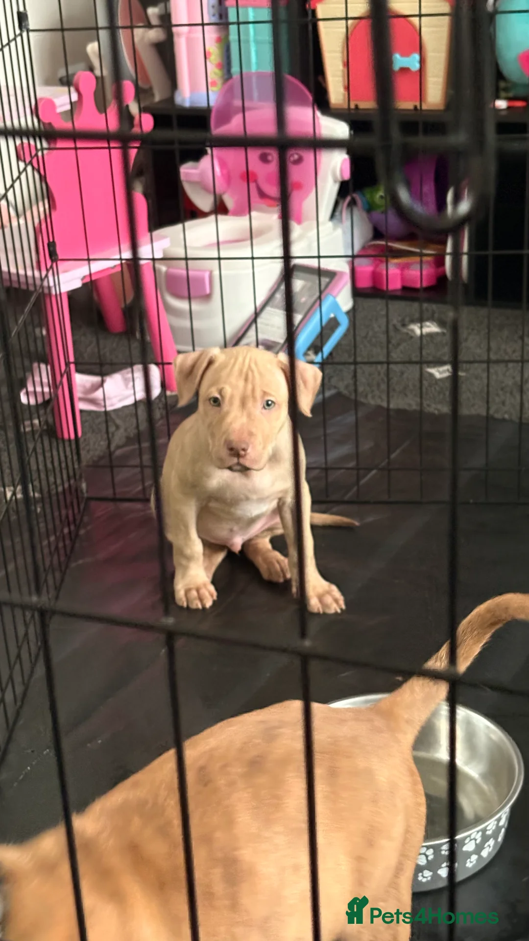 American Bull Staffy dogs for sale: 1 beautiful male puppy available - Advert 5