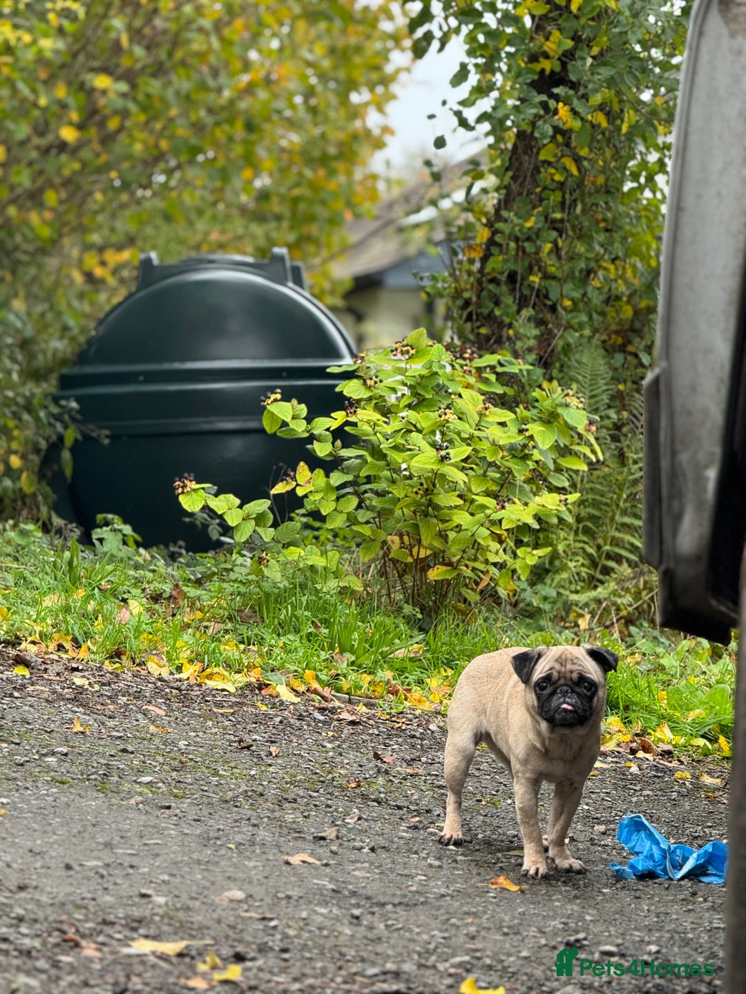 Pug dogs for sale: Frankie - Advert 5