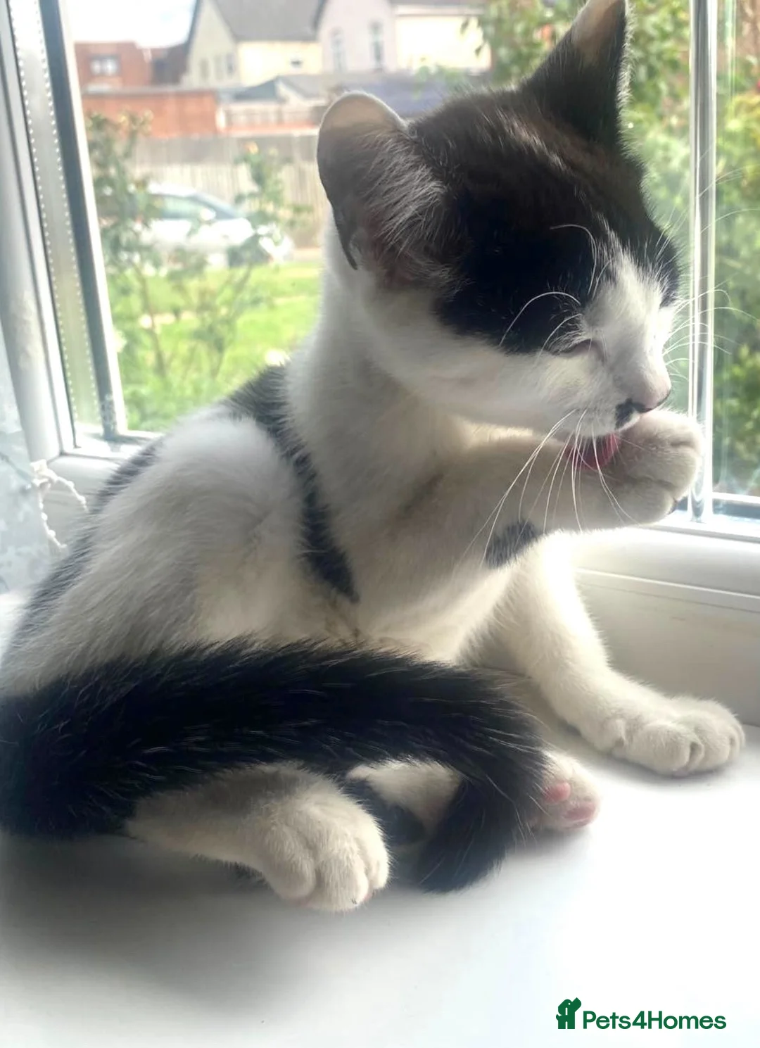 Domestic Shorthair cats for sale: Kitten for sale  in Birmingham - Advert 2