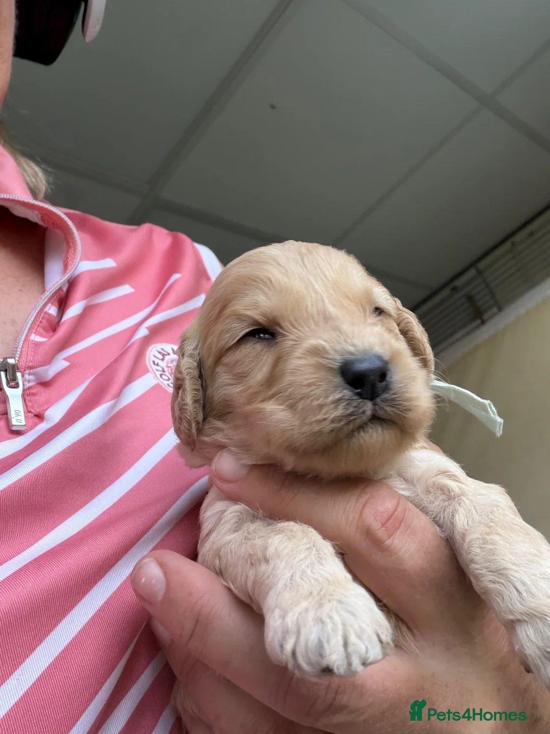 Cockapoo dogs for sale: LICENSED BREEDER 1 male F2b Cockapoo left - Advert 2