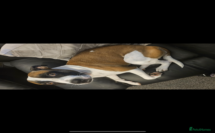 Staffordshire Bull Terrier dogs Staffordshire bull terrier puppies   - Advert 1