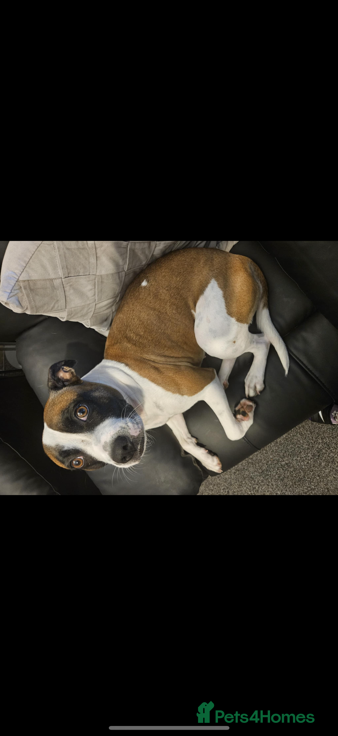 Staffordshire Bull Terrier dogs for sale: Staffordshire bull terrier puppies   - Advert 1