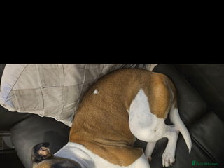 Staffordshire Bull Terrier dogs for sale: Staffordshire bull terrier puppies - Advert 1