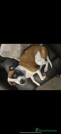 Staffordshire Bull Terrier dogs Staffordshire bull terrier puppies - Advert 1