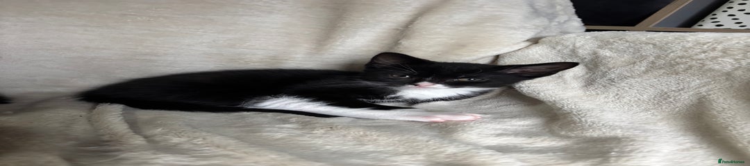 Domestic Shorthair Kitten 2