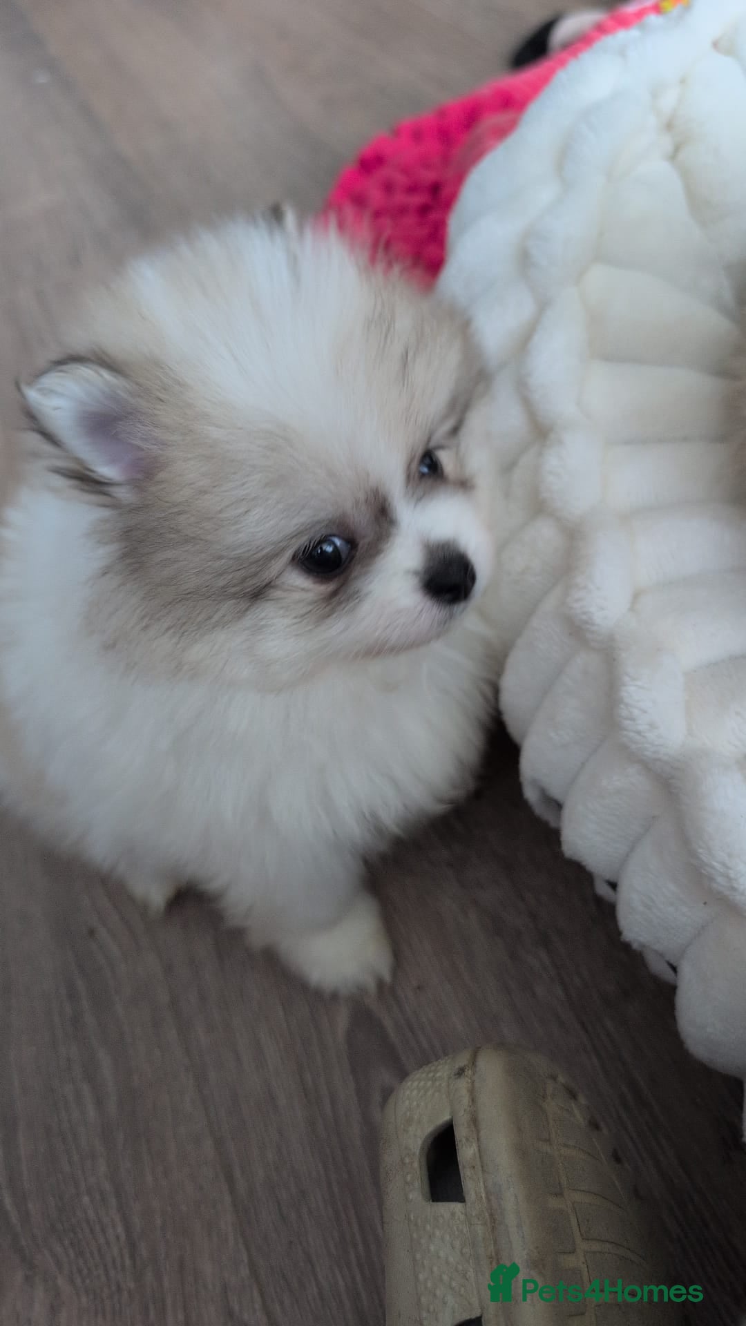 Pomeranian dogs Gorgeous KC small Pomeranians Pups - Advert 5