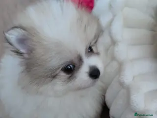 Pomeranian dogs Gorgeous KC small Pomeranians Pups - Advert 5