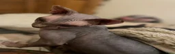 Sphynx cats for sale: Adorable sphynx adult cats  - Advert 5