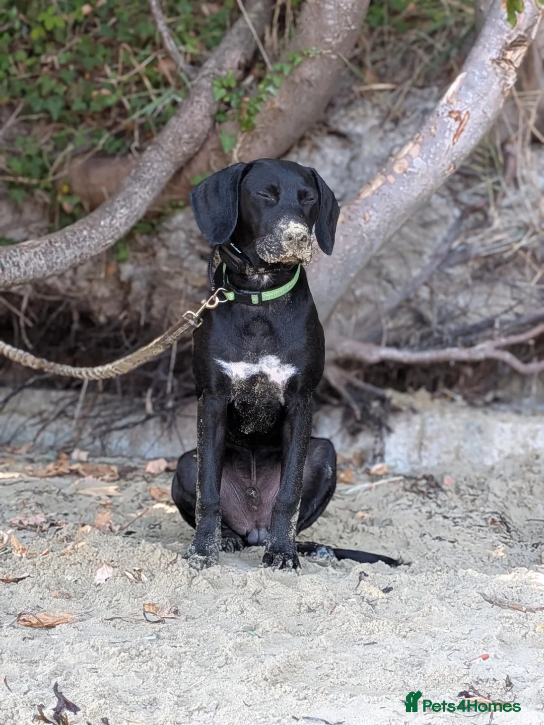 Mixed Breed dogs for sale: Bruno is a rotweiler/lurcher x Spaniel - Advert 6