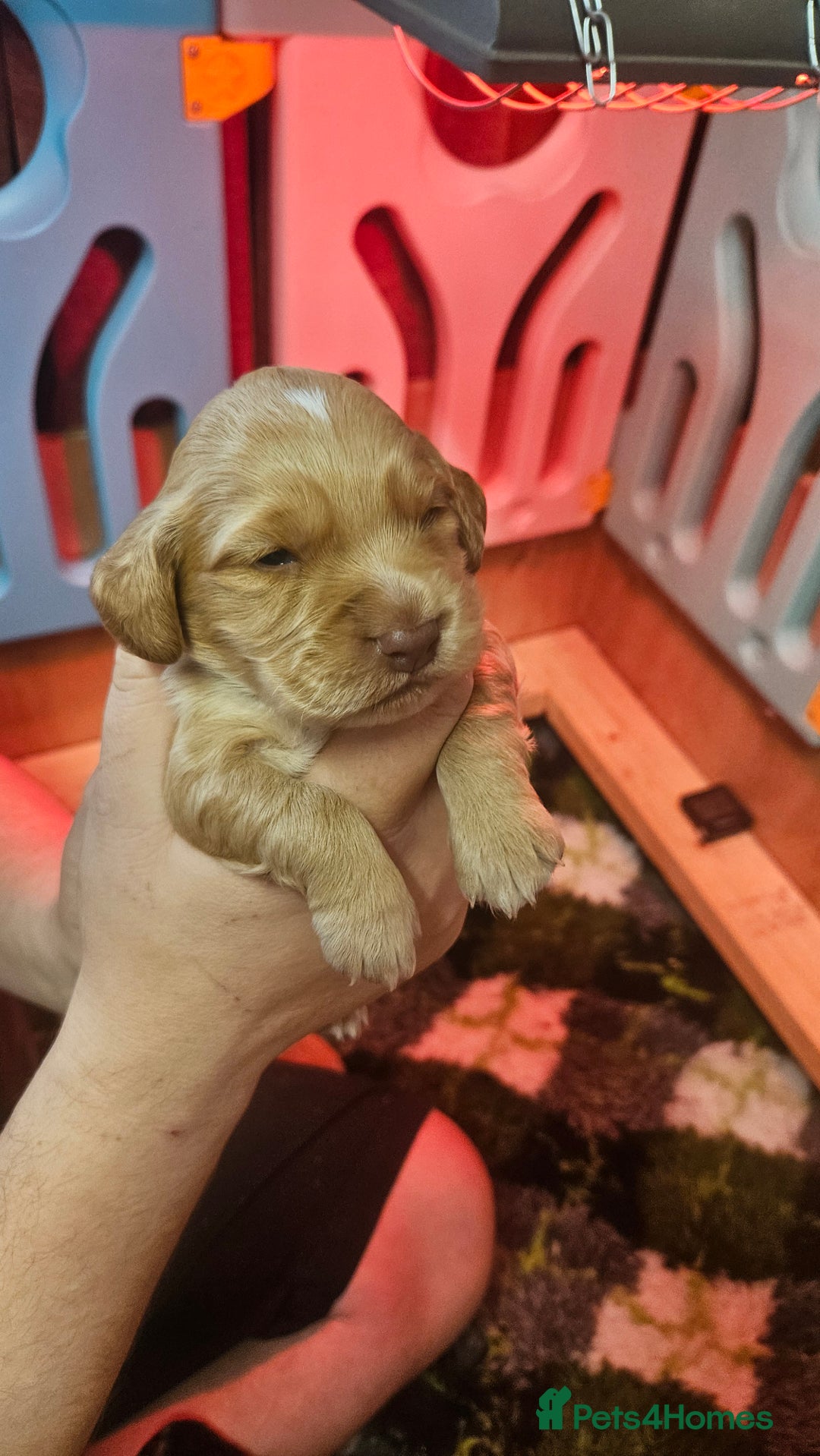 Cocker Spaniel dogs for sale: Beautiful cocker spaniel  - Image 16