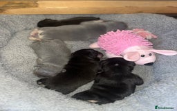 French Bulldog dogs for sale: 🩷5 French bulldog pups for sale🩷 - Image 6