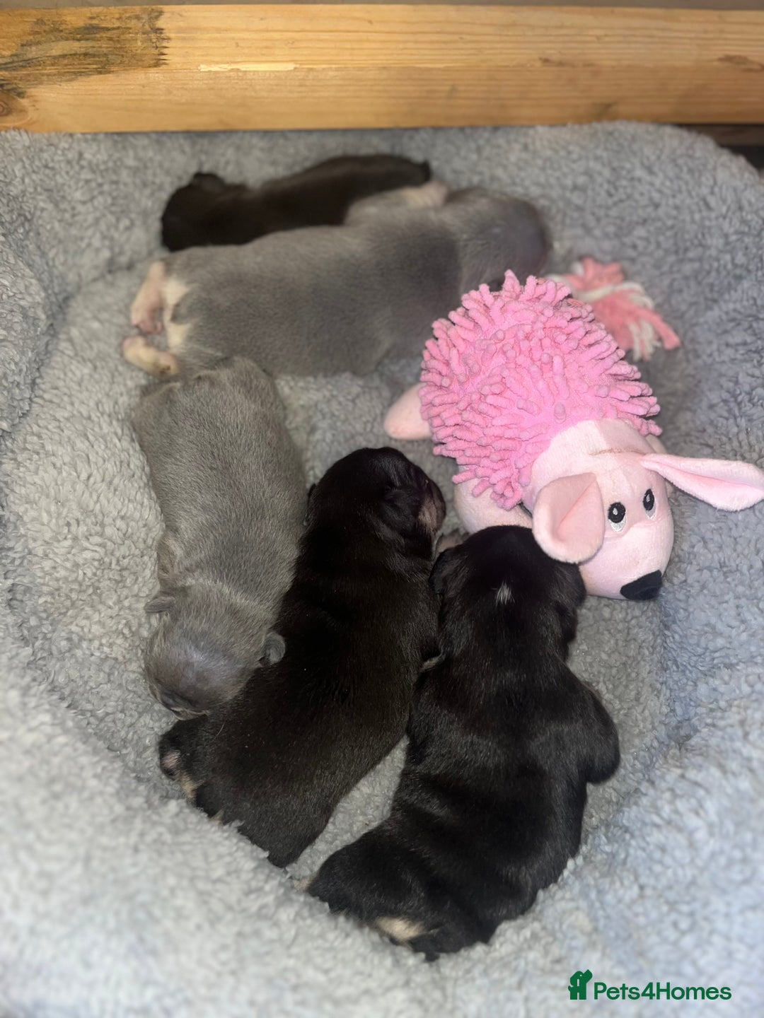 French Bulldog dogs for sale: 🩷5 French bulldog pups for sale🩷 - Image 6