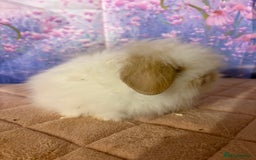 Mini Lion Lop rabbits for sale: Double mane lionlops vaccinated ready 21st Dec - Advert 2