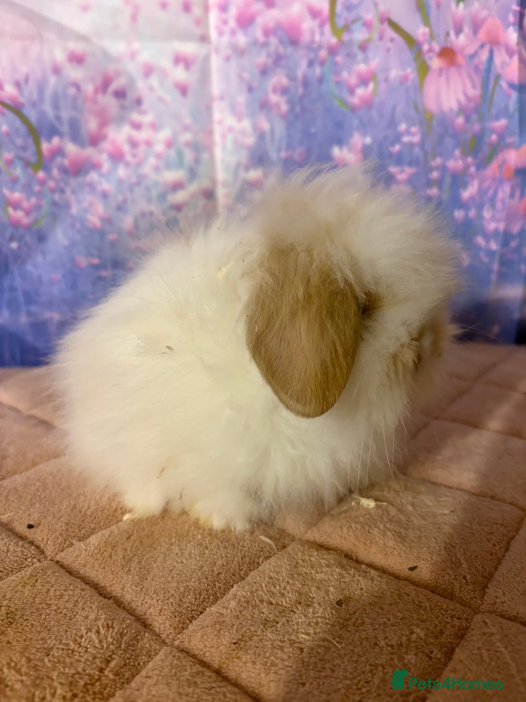 Mini Lion Lop rabbits for sale: Double mane lionlops vaccinated ready 21st Dec - Advert 2