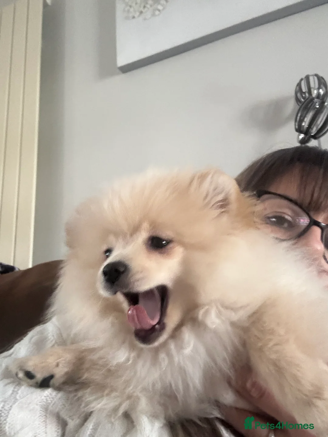 Pomeranian dogs for sale: Pomeranian males looking for there forever home  - Advert 20