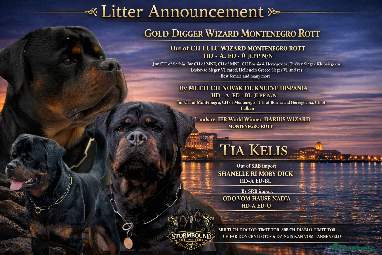 Rottweiler dogs Expecting Rottweiler pups - ready end of May  - Advert 7