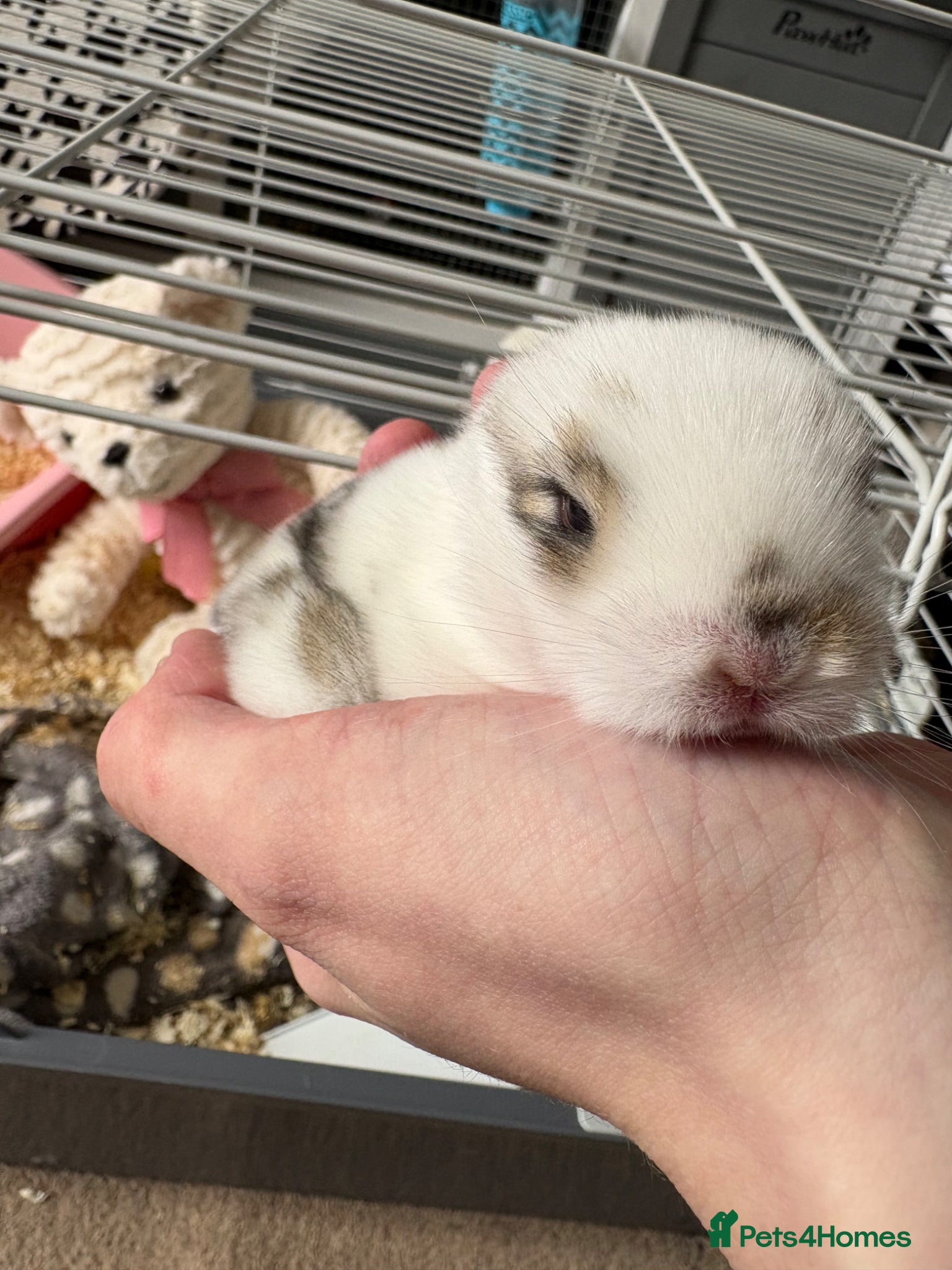 Mini Lop rabbits for sale: mini lop babies  in Callander - Advert 4