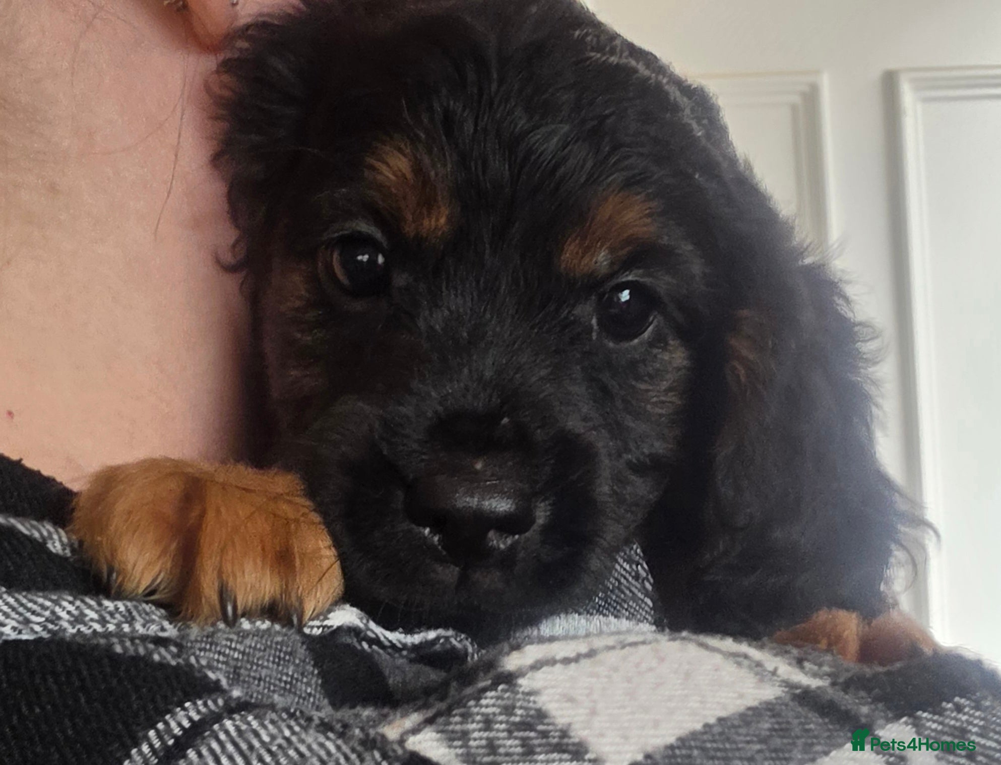 Cockapoo dogs F1 stunning cockapoo reduced - Advert 1