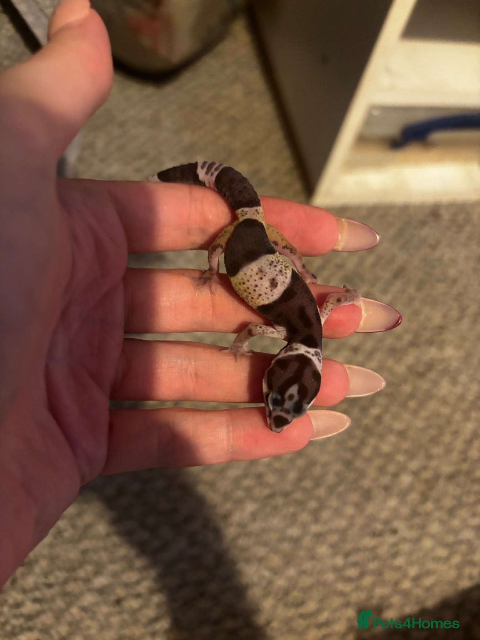 Leopard Gecko reptiles Mixed Morph Leopard Geckos For Sale - Advert 2
