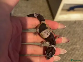 Leopard Gecko reptiles Mixed Morph Leopard Geckos For Sale - Advert 2